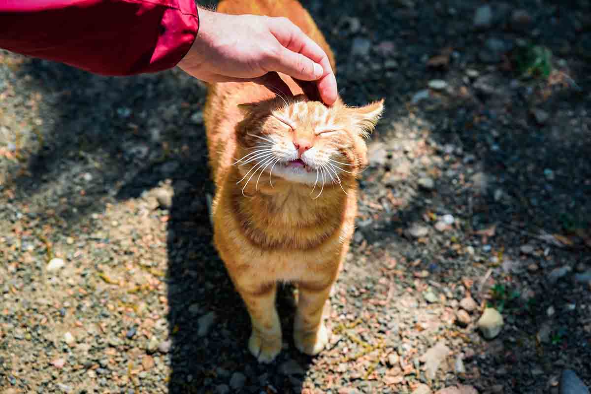 Come si accarezza un gatto