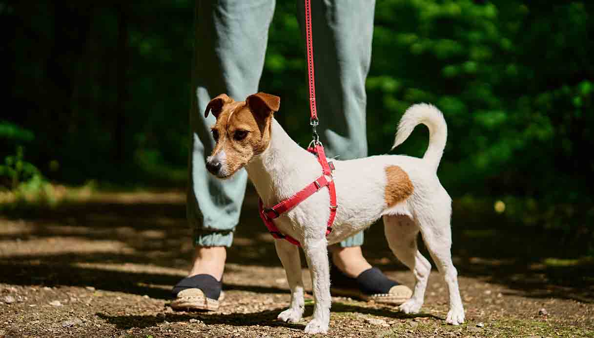 Gli accessori che abbiamo comprato per uscire con il cane in primavera