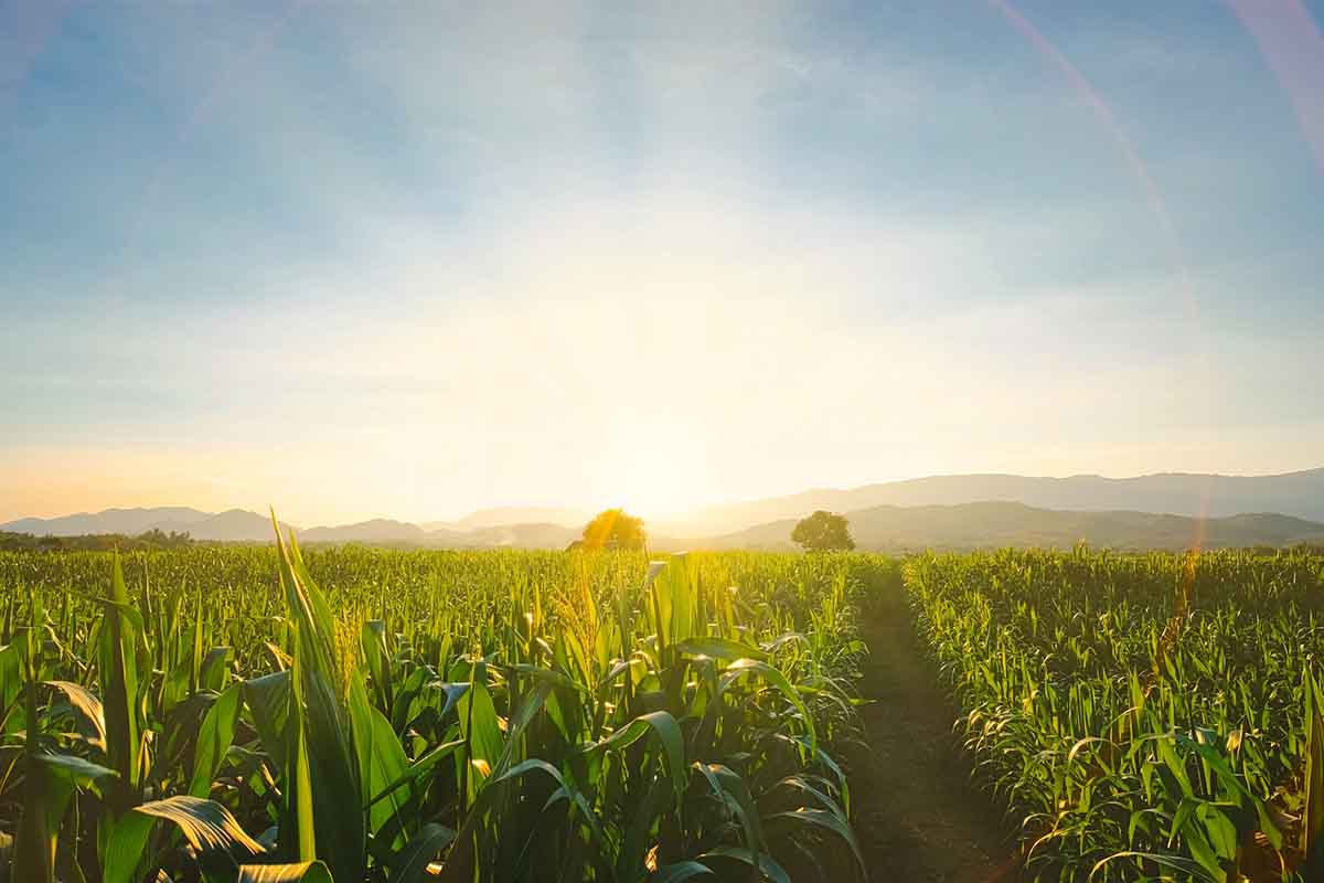 Che cos'è l'alimentazione biologica?