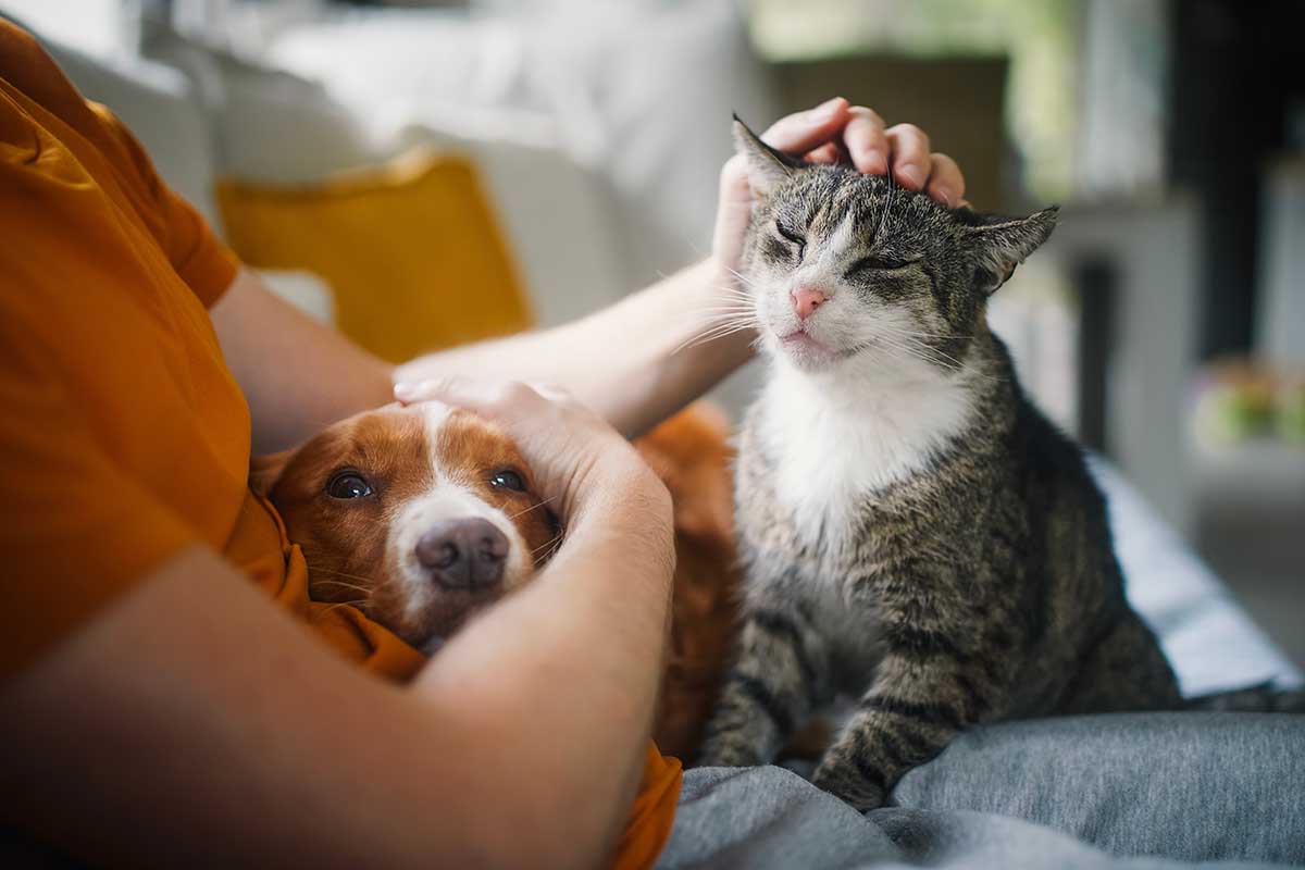 Animali domestici: come l'intelligenza artificiale può aiutarci
