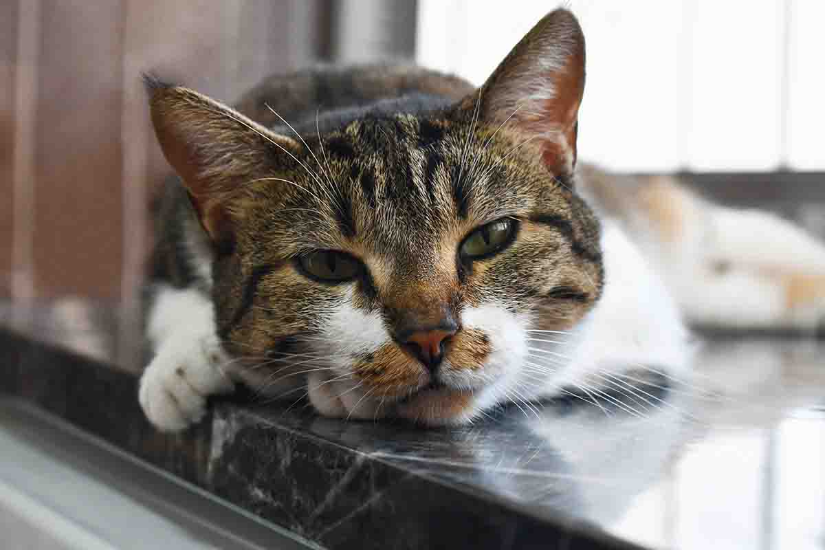 Gli animali risentono del cambio di stagione?