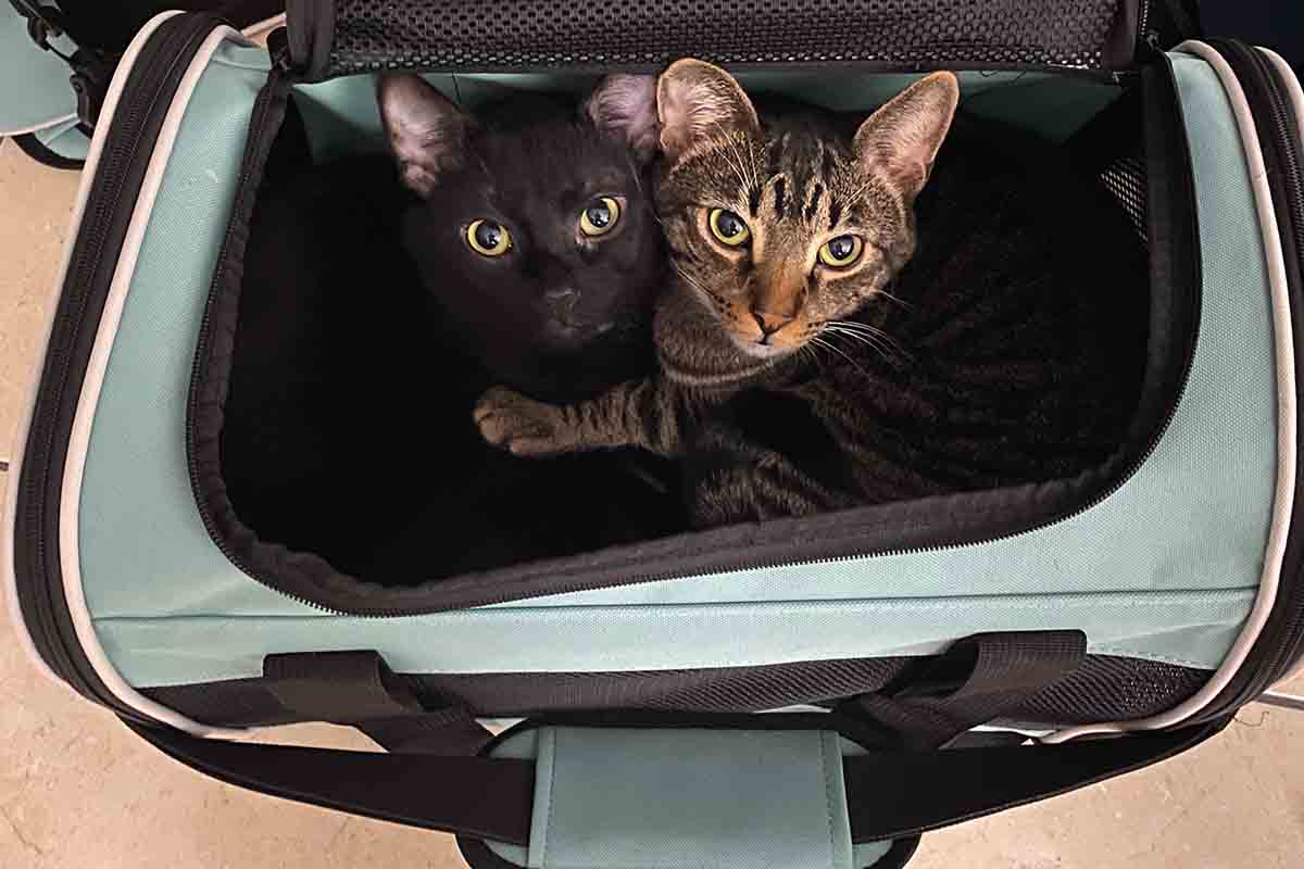 Come gestire l’ansia da trasporto nel gatto