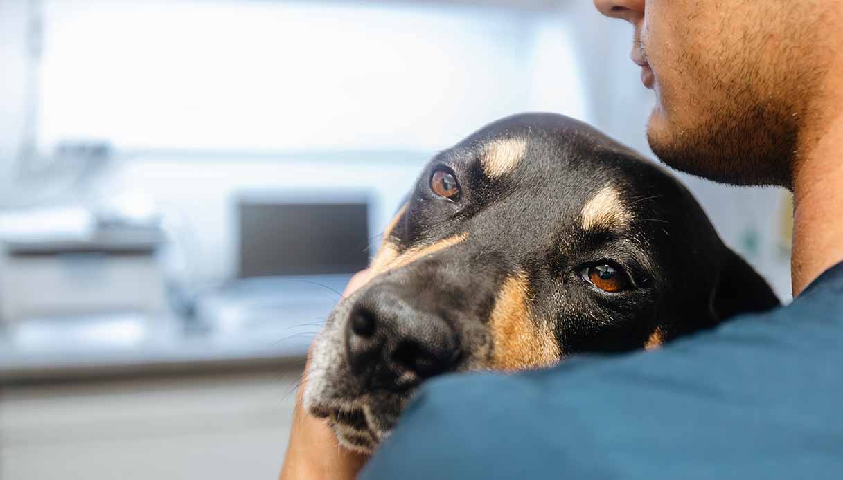 La malattia di un animale domestico può giustificare l'assenza dal lavoro?