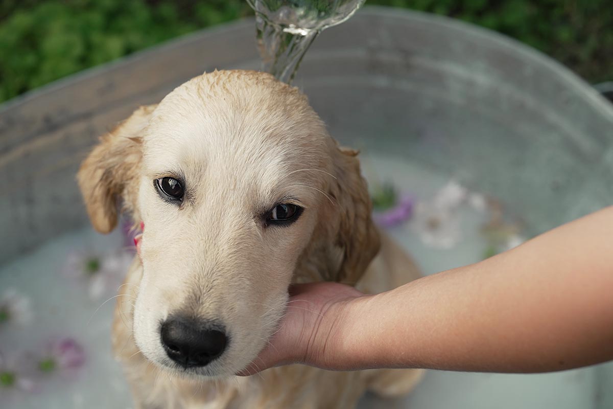 Come fare bagni rinfrescanti al cane in estate