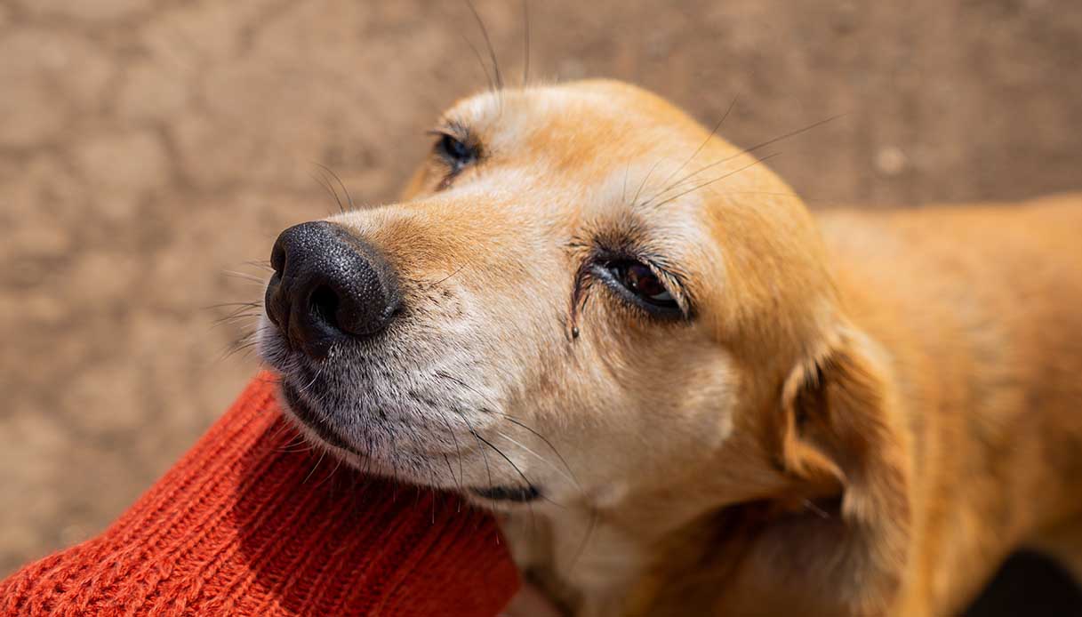 Perché l'importanza del benessere emotivo dei pets è sottovalutata