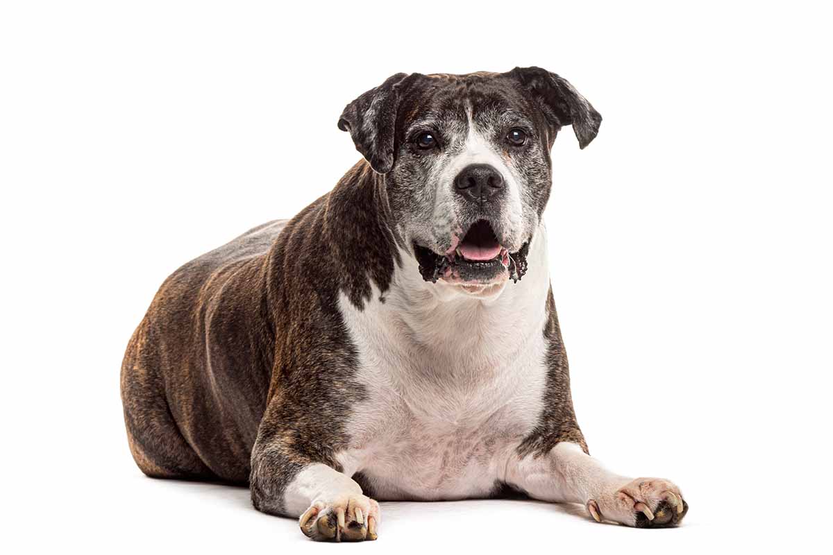 Disturbi articolari nei cani anziani: come aiutarli