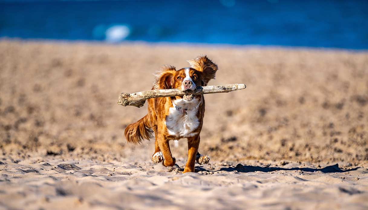 Si possono portare i cani a fare una passeggiata in spiaggia o è vietato?