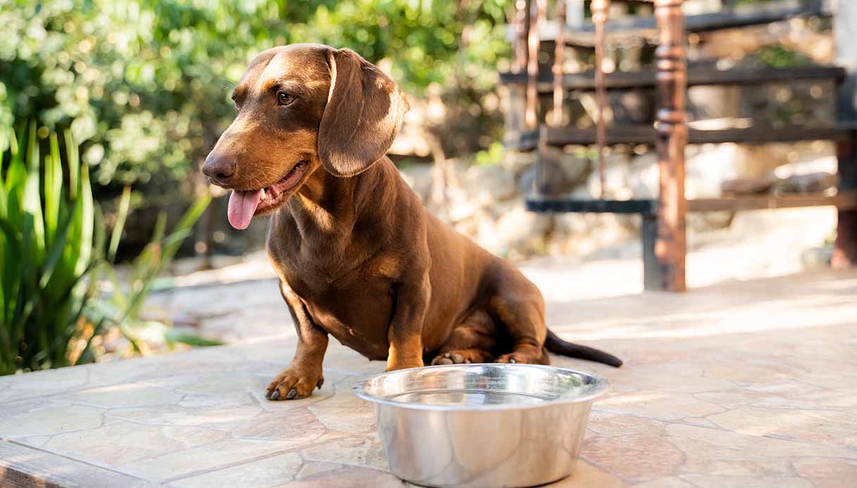 Cosa fare se il cane beve poco in estate: ecco come rimediare