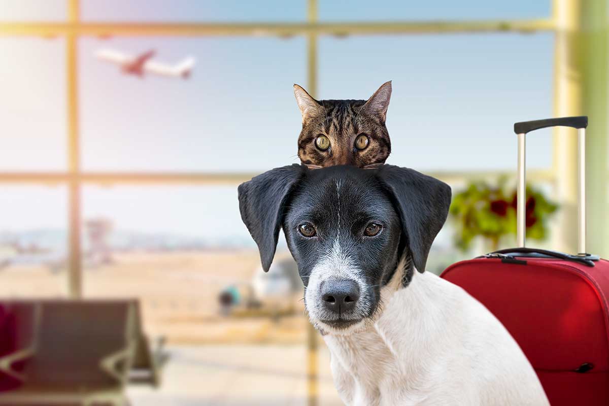 Cani e gatti in aereo potranno viaggiare in cabina: le regole