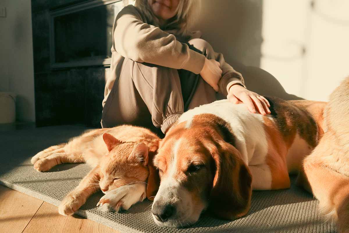 Come affrontare l'autunno con i cani e i gatti