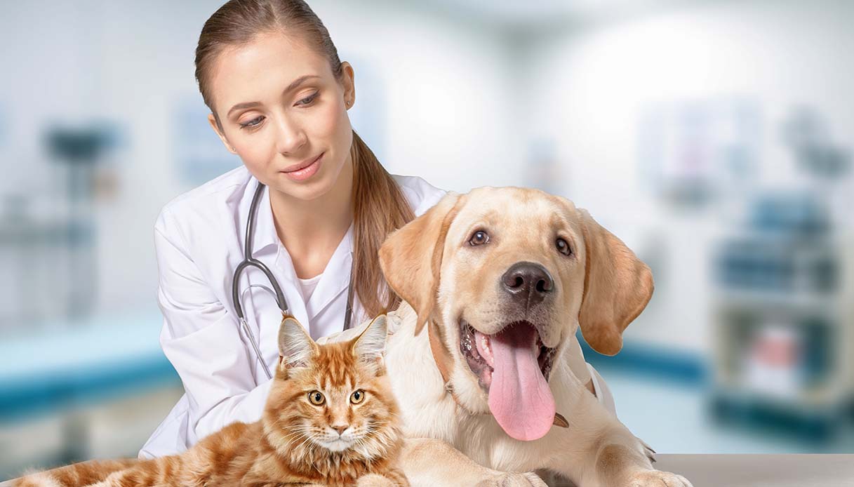 Quante volte all'anno bisogna portare cani e gatti (o altri pets) dal veterinario
