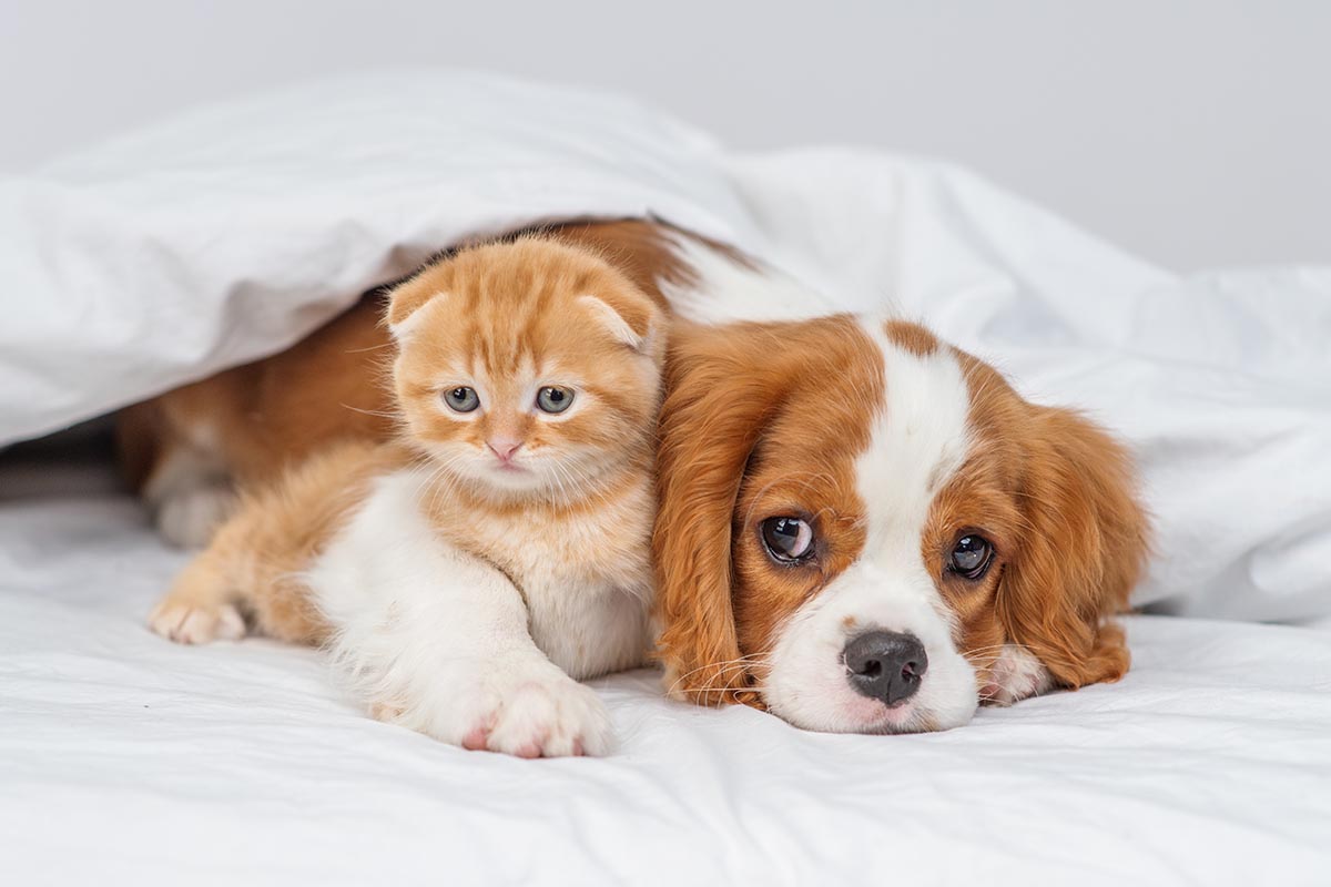 Cani e gatti, 5 cose da sapere per una sana convivenza