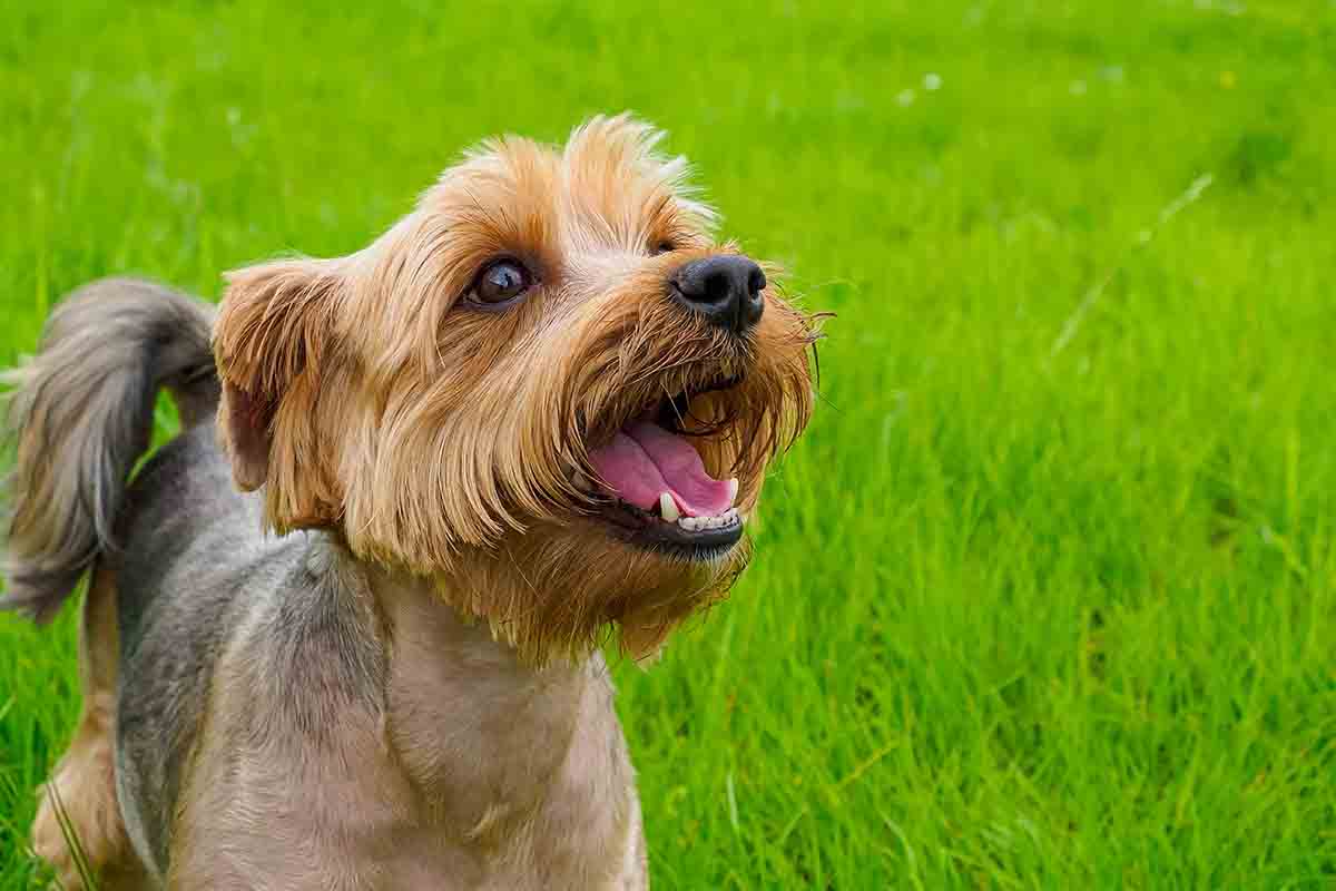 Perché i cani piccoli vivono di più di quelli grandi