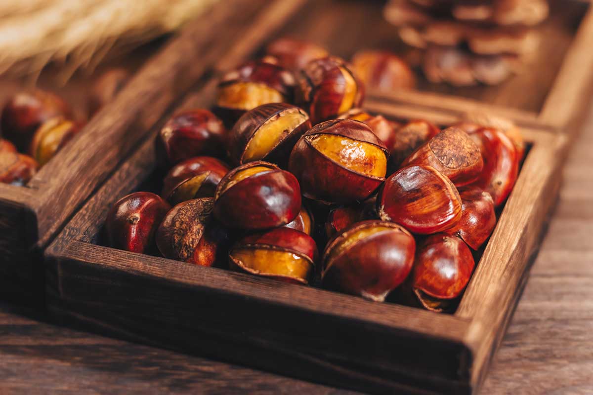 Castagne: 6 cose da sapere sul frutto autunnale