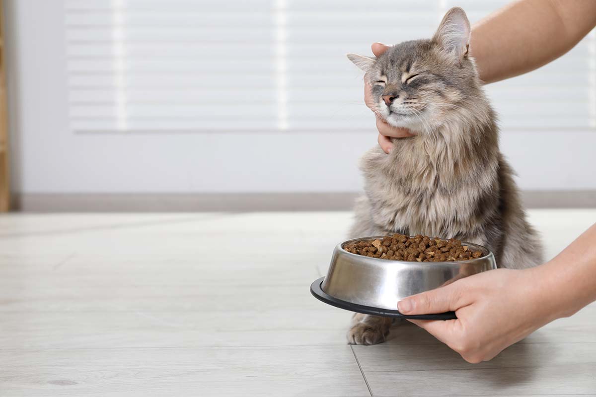 Cibo umido o secco in inverno per i pets: 7 cose da sapere