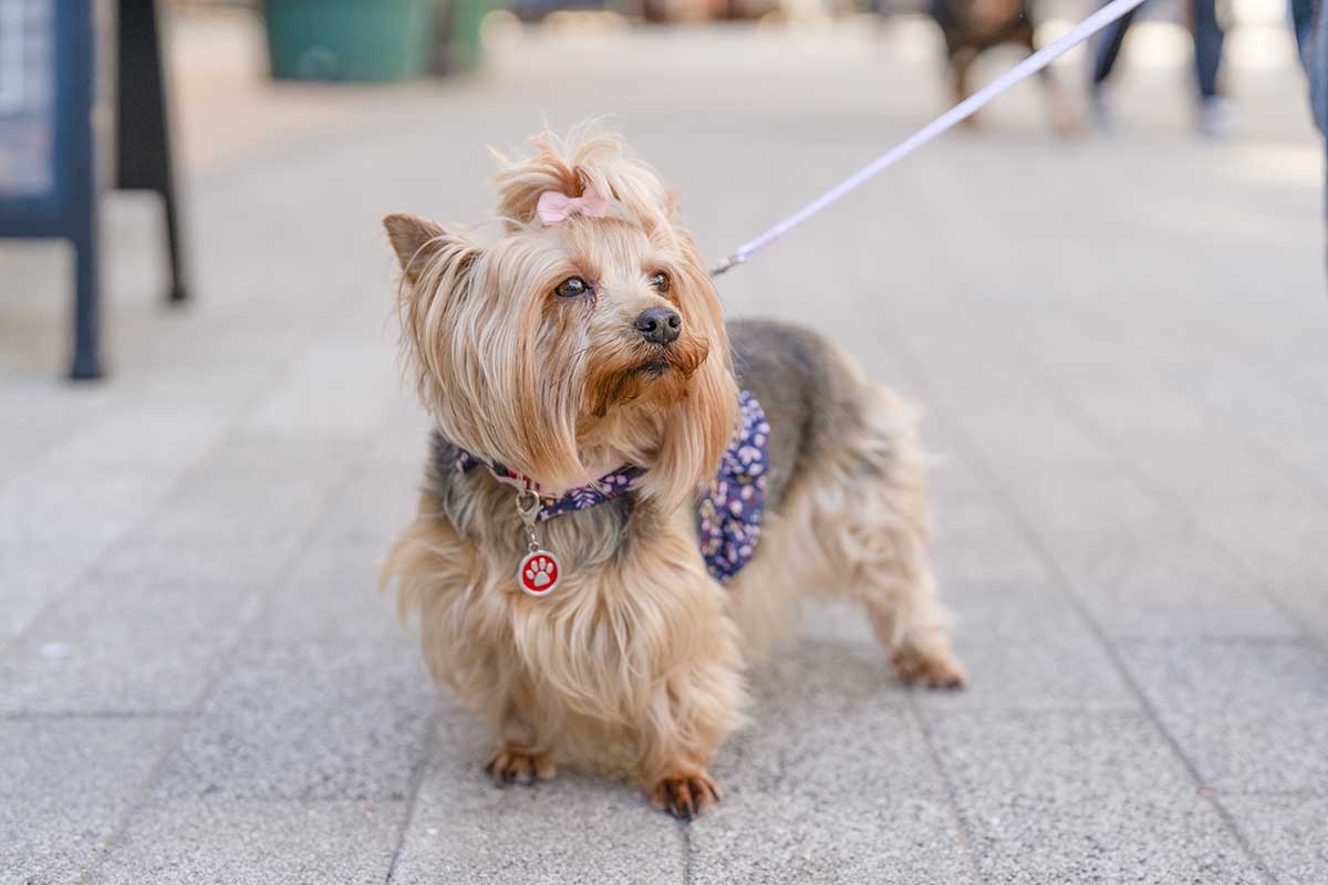 Cosa scegliere tra collare e pettorina per le passeggiate con il cane