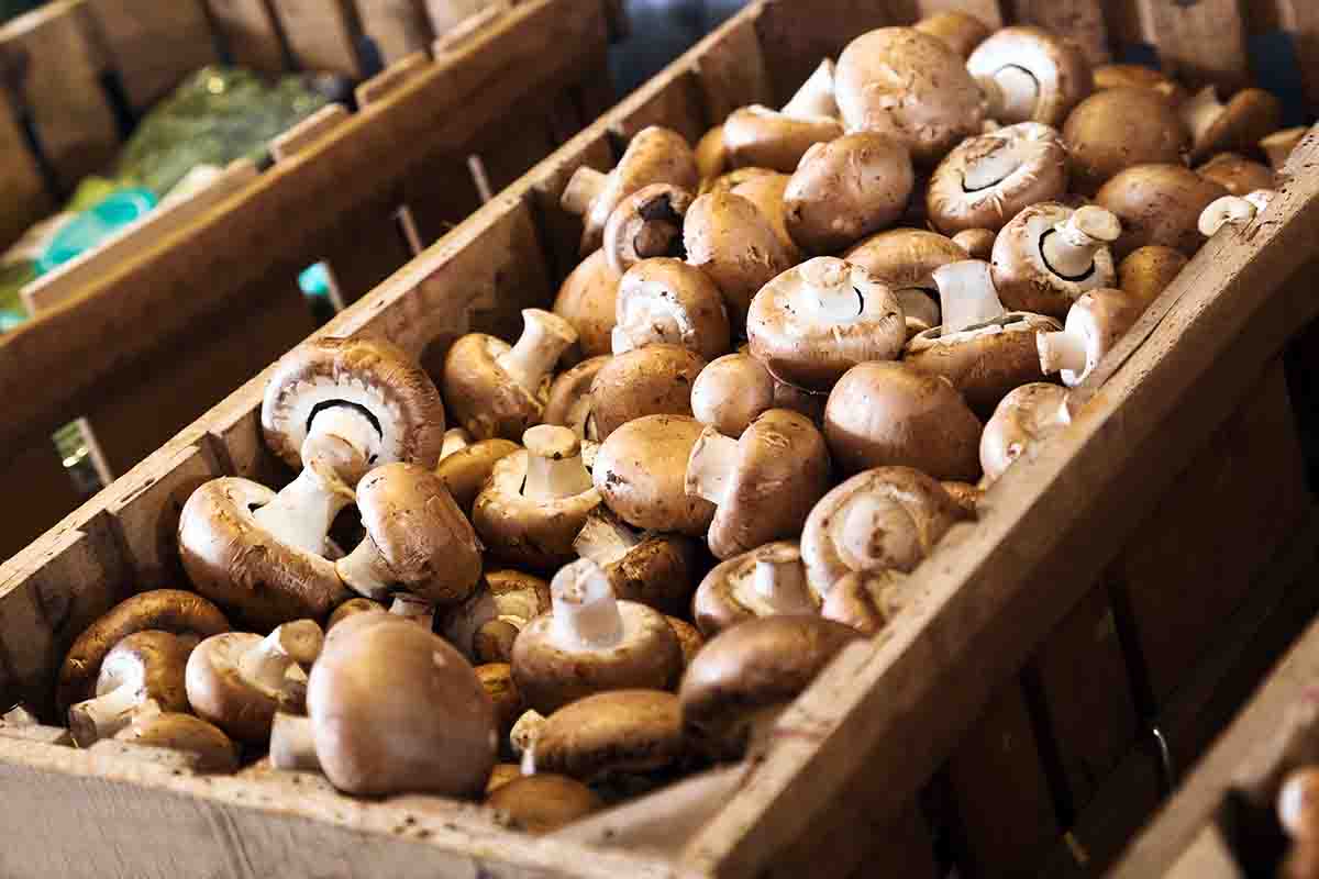 Come coltivare funghi a casa