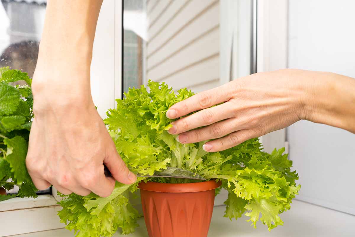 Si possono coltivare le insalate in casa d’inverno?