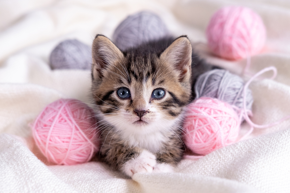 Come lavare le coperte con i peli di gatto in 5 mosse
