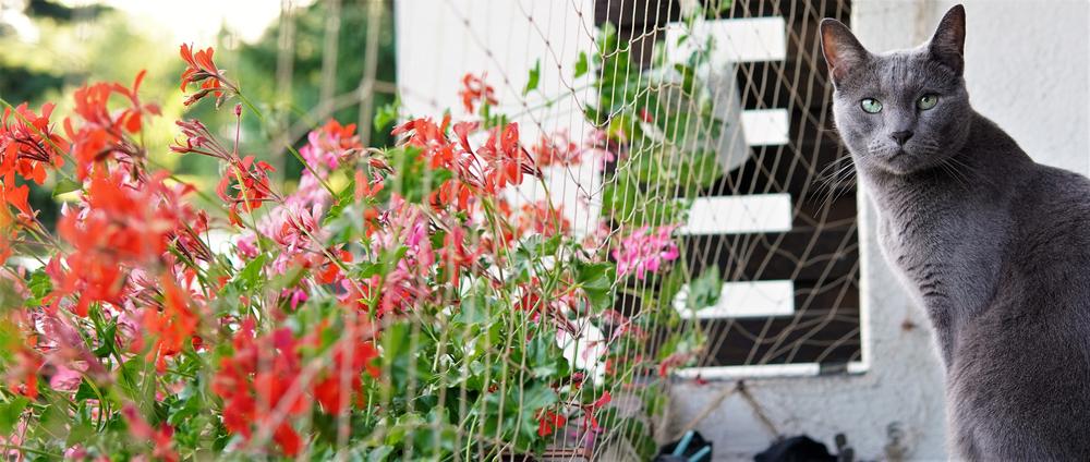 Come rendere il balcone a prova di gatto: 4 consigli
