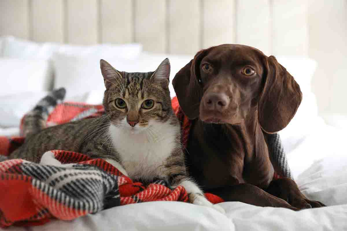 Convivenza tra più animali domestici: 5 cose da sapere