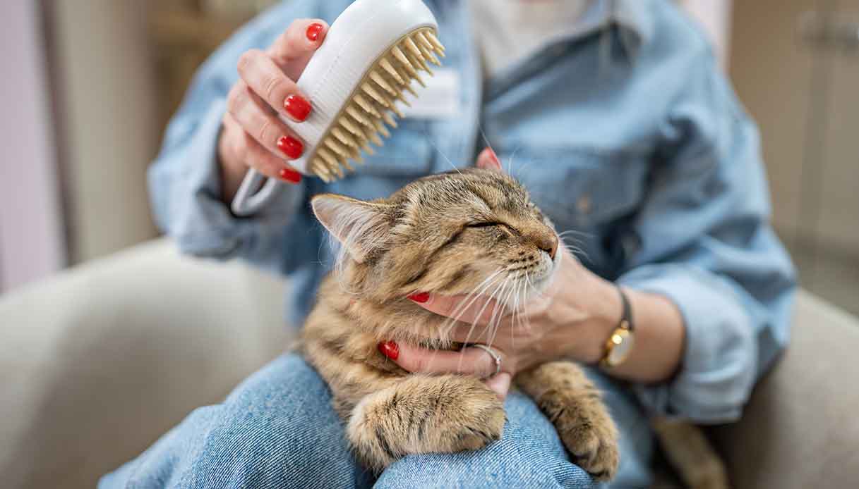 Cura del pelo degli animali con i primi caldi: 6 regole da seguire