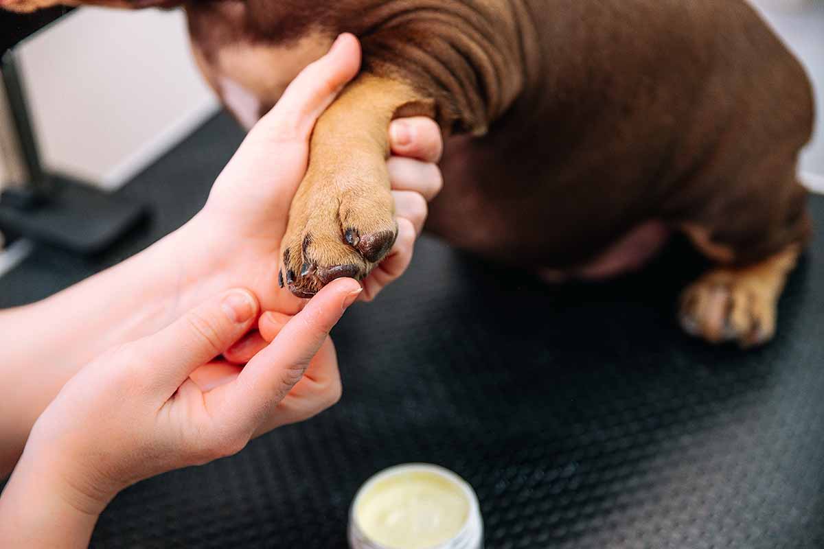 Come curare il cuscinetto di una zampa di cane?