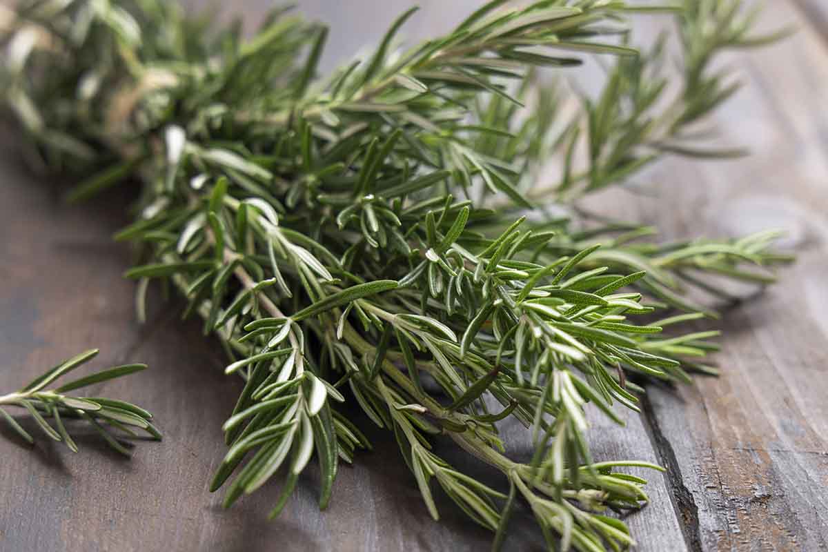Erbe aromatiche estive: quali usare