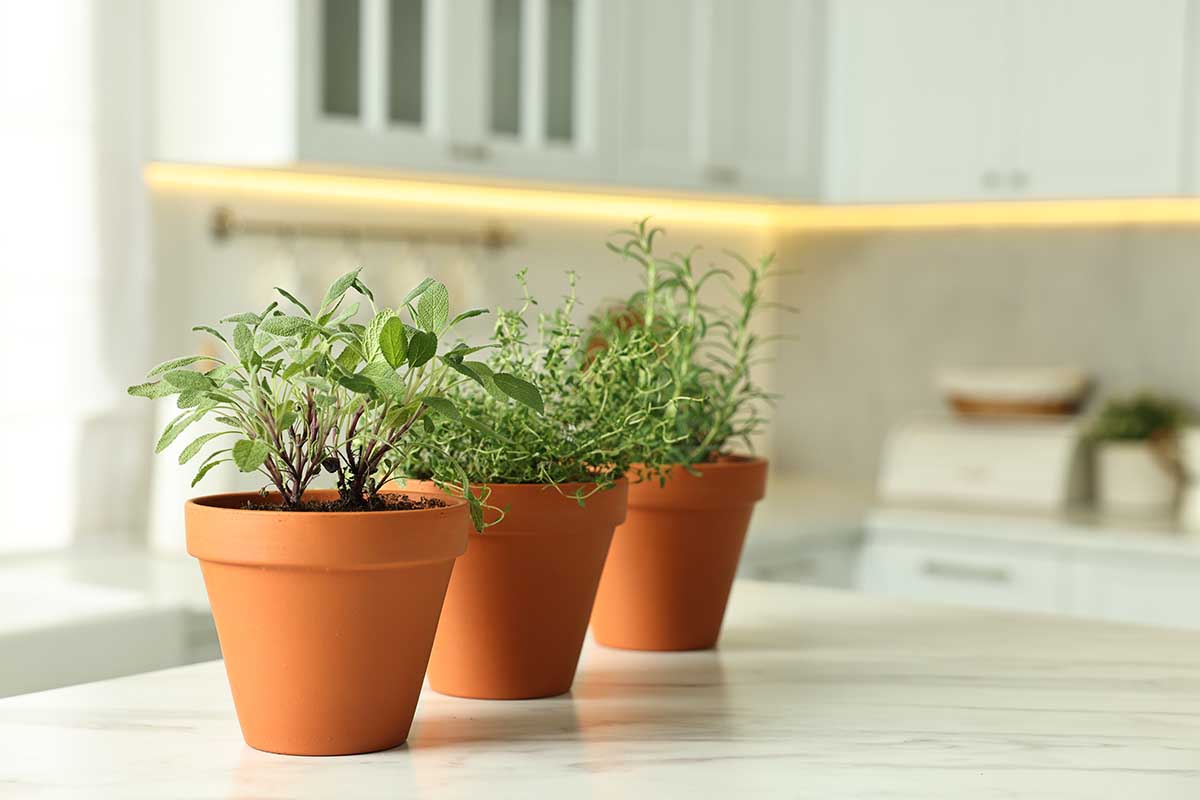 Come sistemare le piante aromatiche in casa