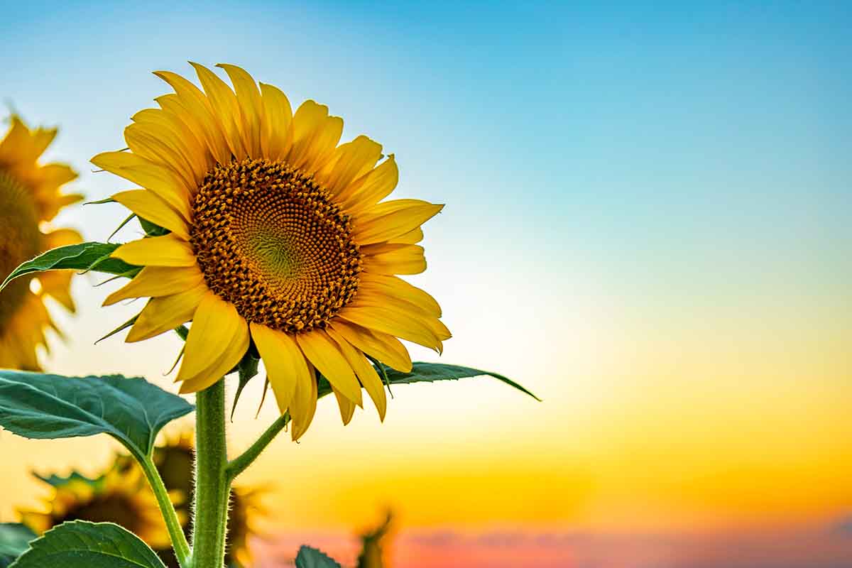 Qual è il fiore della felicità?
