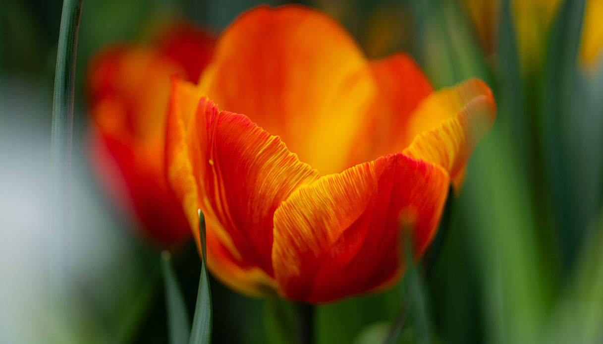 Quali sono i fiori che sbocciano a maggio e che possiamo regalare alla mamma?