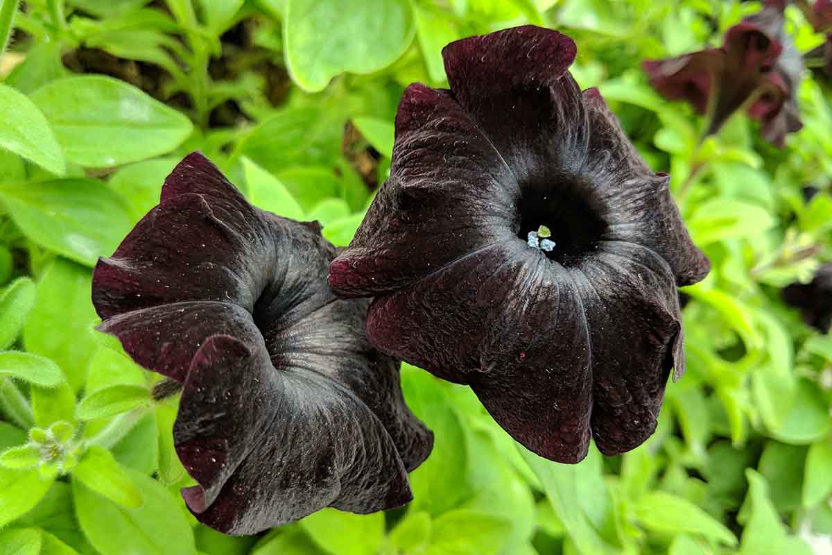 Fiori neri: le varietà più belle