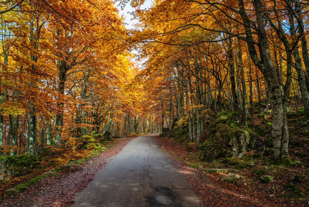 Foglie e foliage: le frasi più evocative da dedicare all’autunno