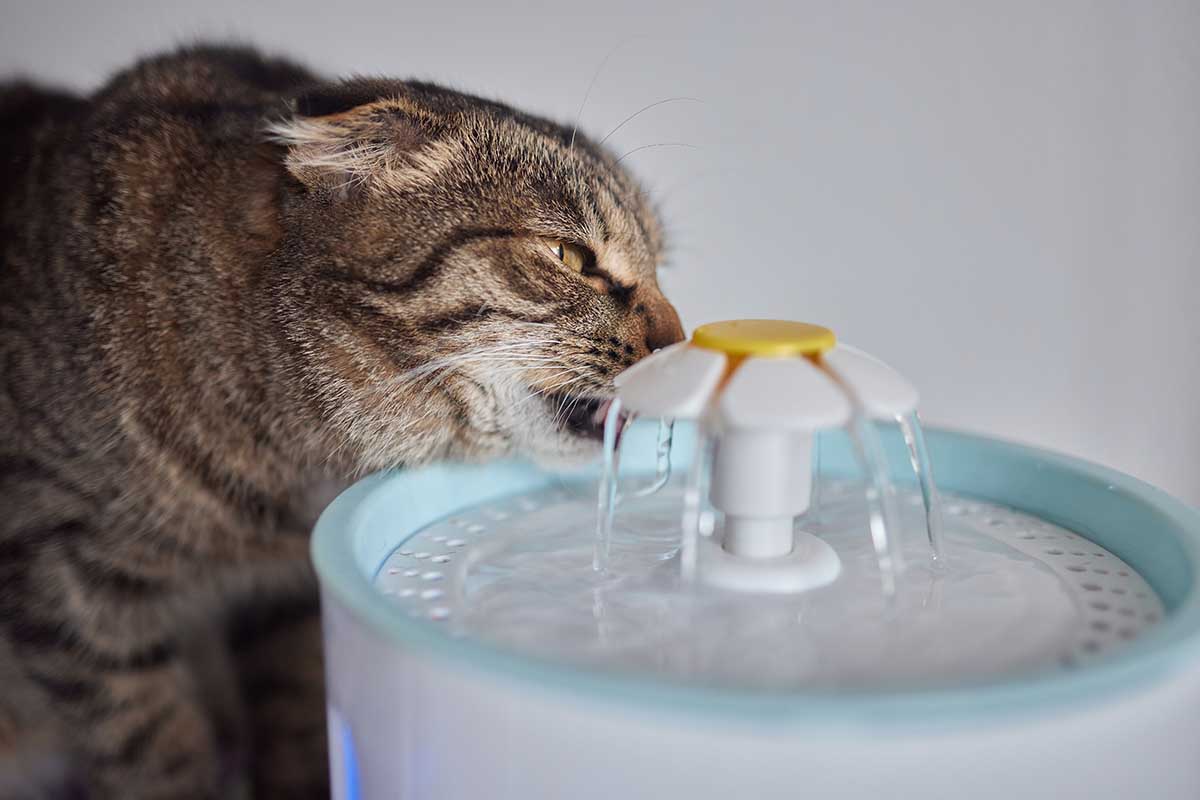 Come scegliere le fontanelle per animali domestici migliori