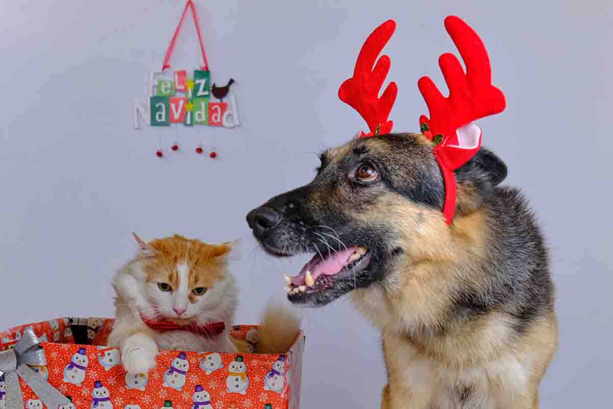 Foto natalizie con cane e gatto: consigli pratici
