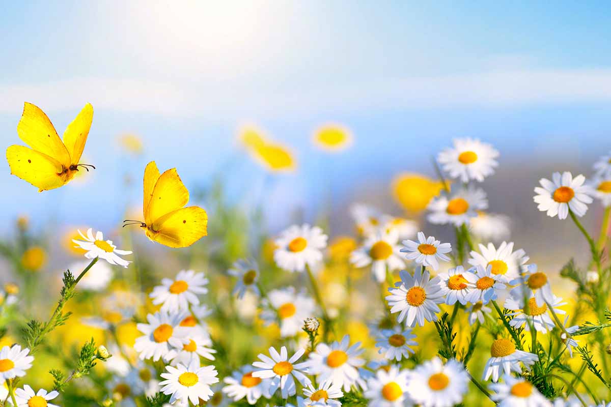 Le frasi più belle sulla bellezza delle cose semplici