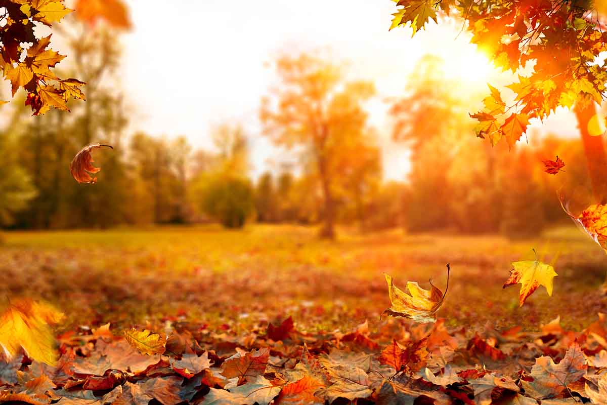 Frasi poetiche per auguri d’autunno e ricorrenze speciali