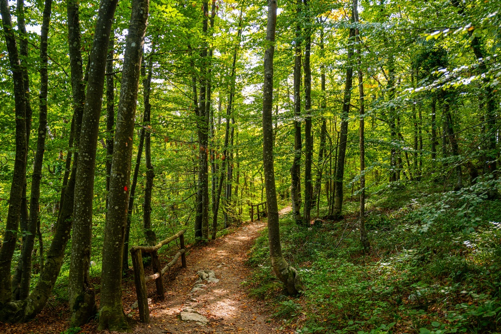 Galateo del bosco: la guida per vivere la natura senza lasciare traccia