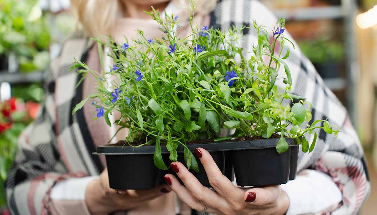 Garden therapy: quando il giardinaggio è amico della salute mentale