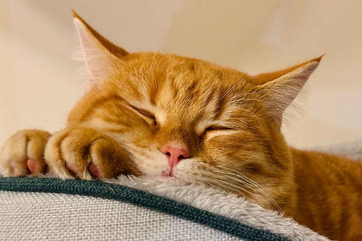 I gatti sono felici della loro vita in appartamento?