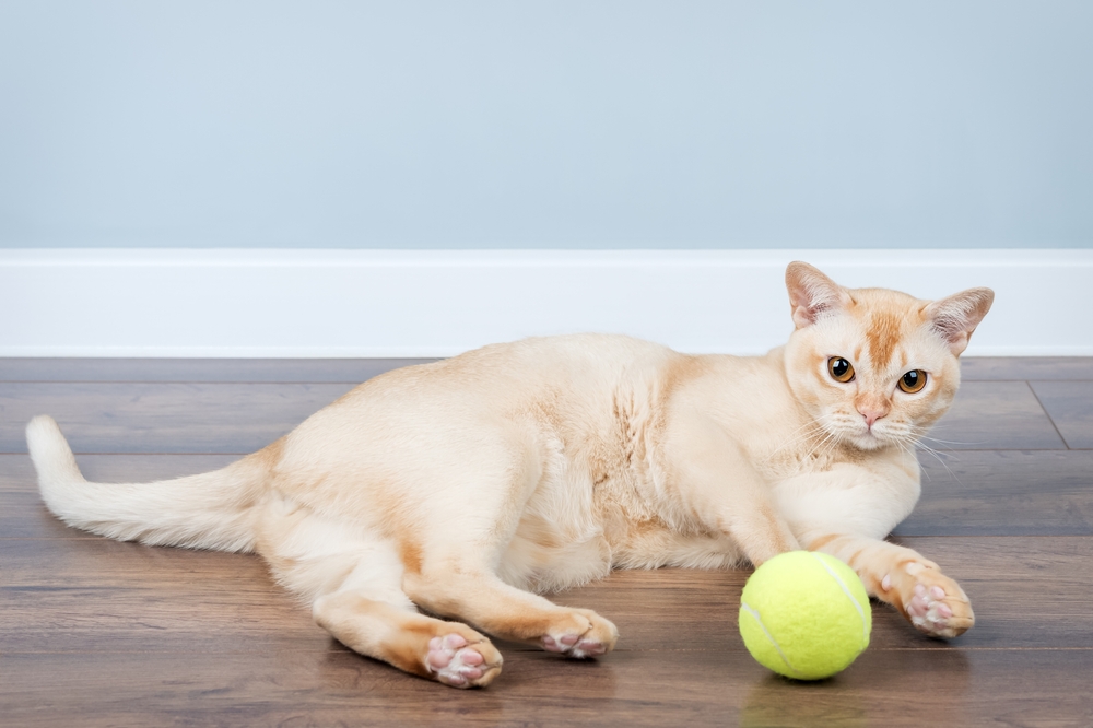 Gatti: i momenti di gioco