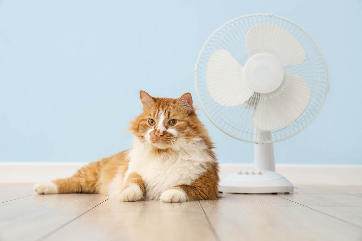 Gatto e ventilatore: benefici e rischi