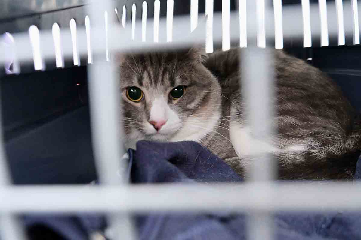 Come diventare volontari di un canile o gattile