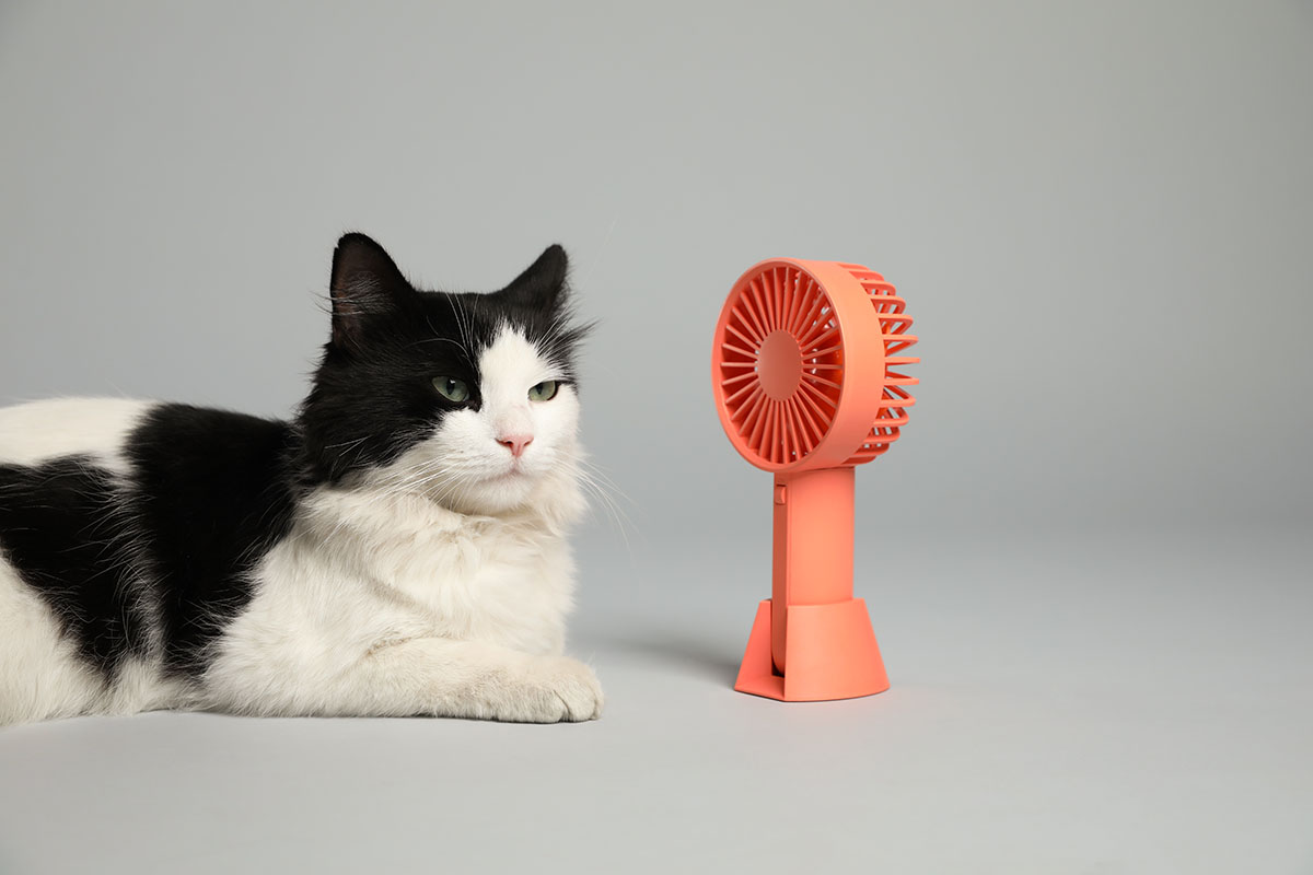 Come aiutare il gatto a sopportare il caldo