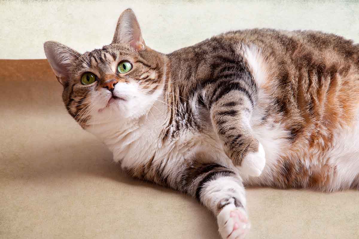 Gatto che beve poco in estate: cosa fare