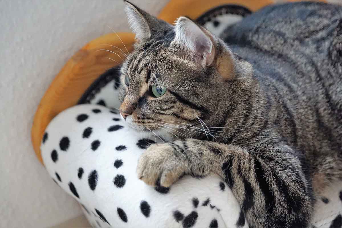 Quando potrebbe servire uno psicologo per gatti?