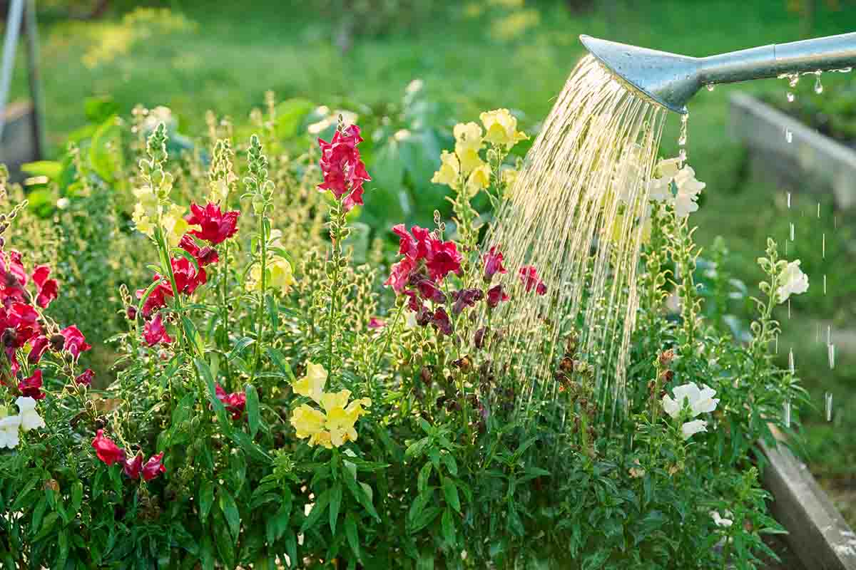 Come avere un giardino a prova di estate
