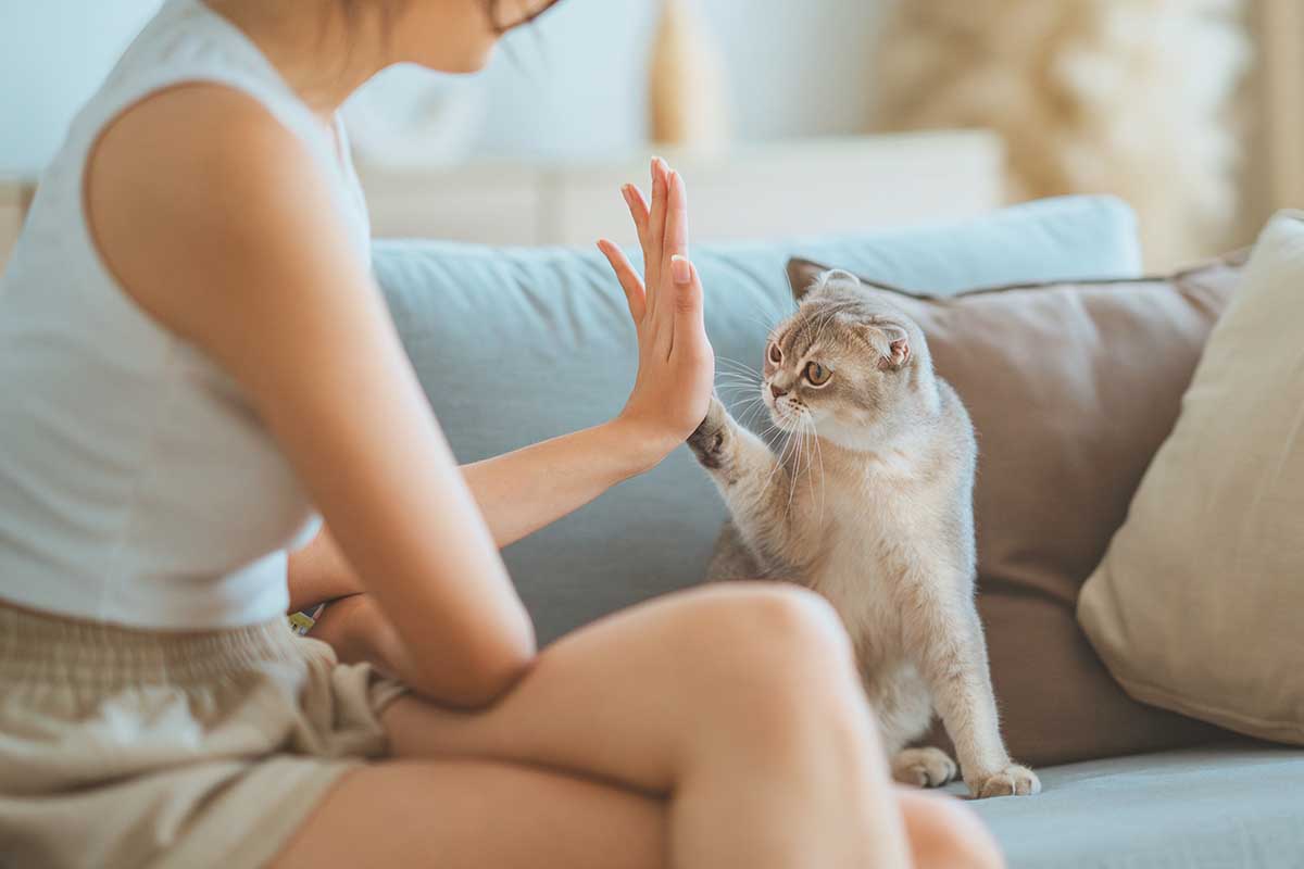 Giochi indoor per animali durante le giornate fredde e piovose