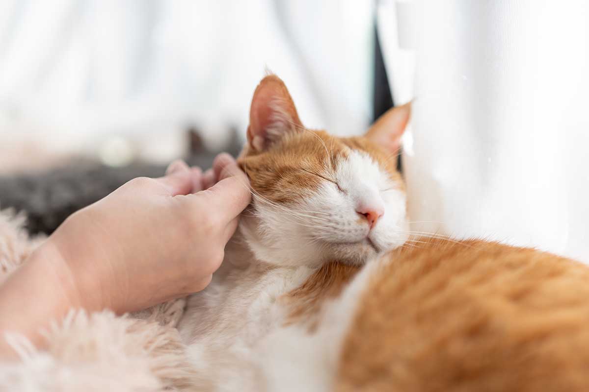 Come abbiamo deciso di celebrare la Giornata Internazionale del Gatto