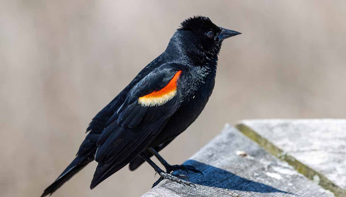 I Giorni della Merla: cosa sono, perché si celebrano, storie e tradizione